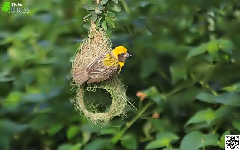 Baya Weaver